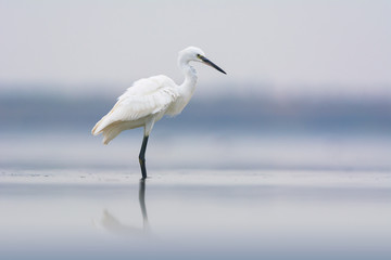Little egret (Egretta garzetta)