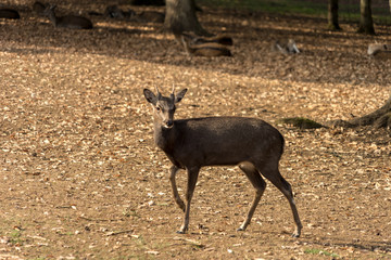 Reh auf einer Waldlichtung