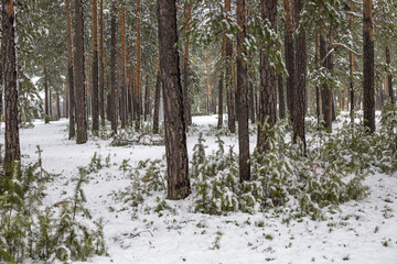 coniferous forest in the snow