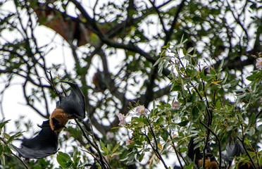 Seychelles wildlife