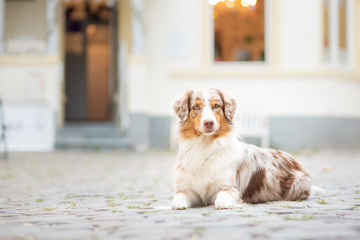 Australian shepherd in the city with beautiful lights	