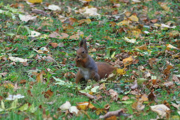 Squirrel eating on the ground in autumn park