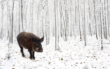 Wild boar ( Sus scrofa, known as the wild swine, wild pig ) walking along in the snow in winter oak forest