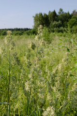 Obraz premium summer in the field