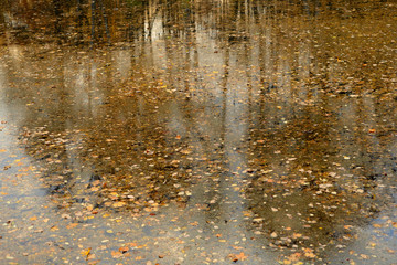 Autumn leaves in water.