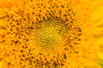 Sonnenblume Makroaufnahme