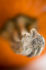 Macro detail of texture of pumpkin stem, selective focus, vertical close-up