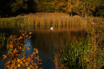 jesienny krajobraz z łabędziem wodzie, oświetlony wieczornym słońcem © Iwona