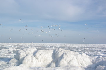 seagulls fly over the winter sea