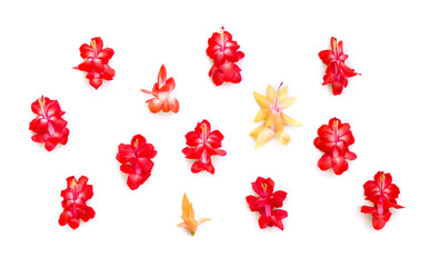 Red and yellow flowers cactuses (Schlumbergera Truncata Group, common names: Christmas cactus, Thanksgiving cactus, crab cactus) on a white background. Top view, flat lay