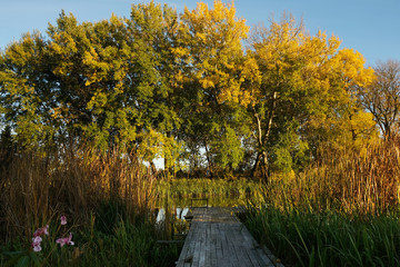 Jesienny krajobraz nad rzeką - drzewa i pomost oświetlone zachodzącym słońcem