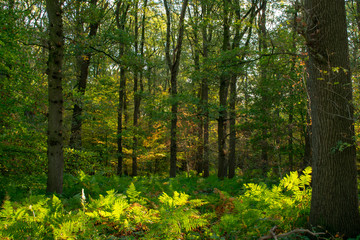 Morning forest in autumn with fern covering the ground. Location: Germany, North Rhine-Westphalia, Hoxfeld.
