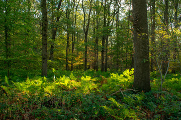 Forest in autumn with ferns covering the ground. Location: Germany, North Rhine-Westphalia, Hoxfeld.