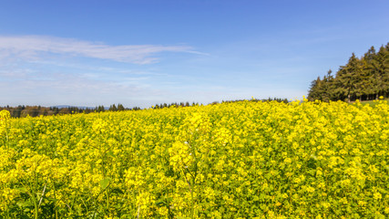 Obraz premium Rapsfeld