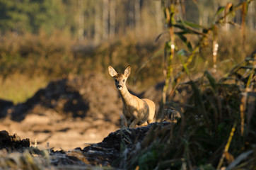 Sarna (Capreolus capreolus) © RKphotography