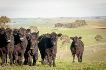 COW AUSTRALIA
