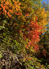 autumn landscape colours
