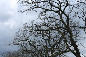 tree in the sky