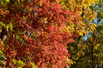 autumn landscape colours
