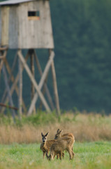 Sarna (Capreolus capreolus) © RKphotography