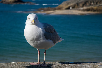 Fototapeta premium Mouette
