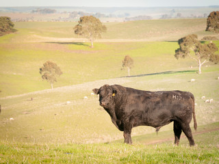 COW AUSTRALIA