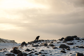 Crow on black rocks and snow