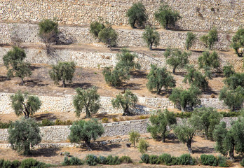 Olive trees at the foot of the Temple Mount, Jerusalem, Israel © sunday_morning