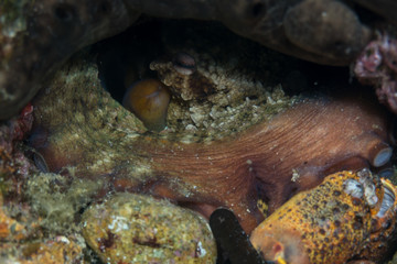 Common octopus, Gemeiner Krake (Octopus vulgaris). Underwater , Close up