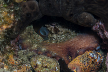 Common octopus, Gemeiner Krake (Octopus vulgaris). Underwater , Close up