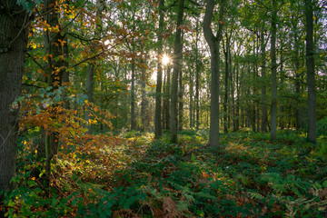 Autumn forest at morning light with lens flare. Location: Germany, North Rhine-Westphalia, Hoxfeld.