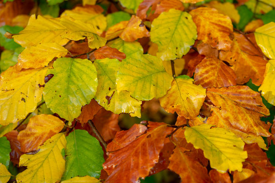 Colorful autumn leaves in closeup. Location: Germany, North Rhine-Westphalia, Hoxfeld.