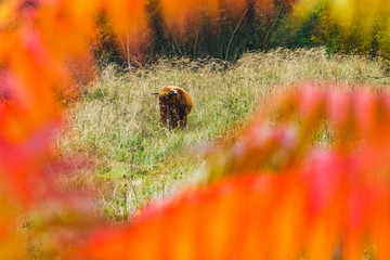 Scottish Highland Cattle