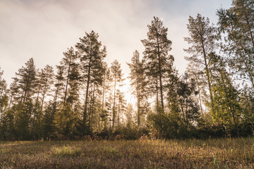 Bright foggy sunrise at wild forest and harvested field colored by autumn - yellow, orange birches and evergreen pine trees, typical north scandinavian forest landscape