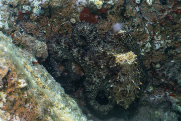 Naklejka na ściany i meble Common octopus, Gemeiner Krake (Octopus vulgaris). Underwater in open