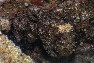 Naklejka na ściany i meble Common octopus, Gemeiner Krake (Octopus vulgaris). Underwater in open