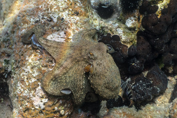 Common octopus, Gemeiner Krake (Octopus vulgaris). Underwater in open