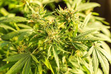 Top mature hemp. Hemp seeds. Hemp bush.