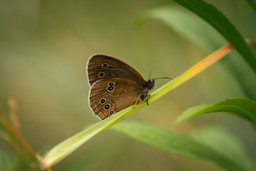 Brauner Waldvogel Schmetterling