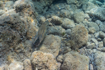 Common octopus, Gemeiner Krake (Octopus vulgaris). Underwater in open