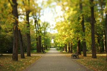 Naklejka premium alley in autumn in a park among tall old trees and benches