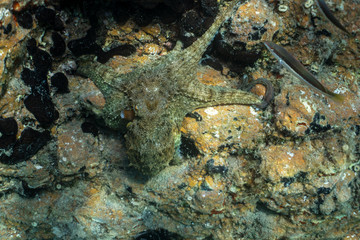 Common octopus, Gemeiner Krake (Octopus vulgaris). Underwater in open