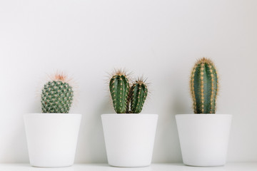 Three cactus in front of a white wall