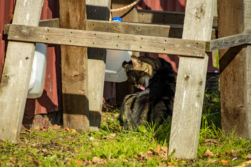 Fototapete bei efototapeten.de bestellen   