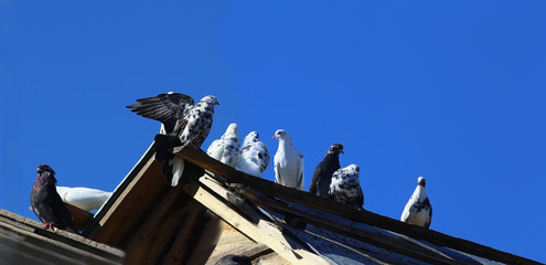 Obraz premium A flock of black and white, black, and white pigeons ...