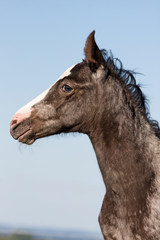 Fototapeta na wymiar Portrait of nice appaloosa horse