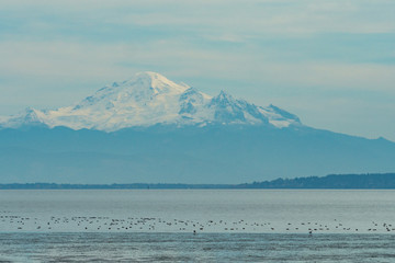 flock of wild birds on the water surface with mount baker at background under overcast sky