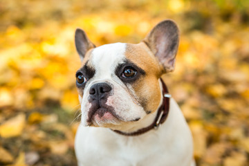 Portrait of a French bulldog of fawn and white color against the background of autumn leaves and grass