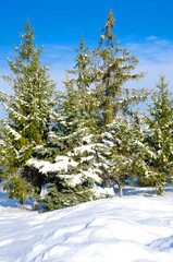 pine with snow
