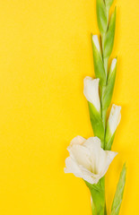 Beautiful white gladiolus on yellow background. Flat lay style. Copy space for your design.